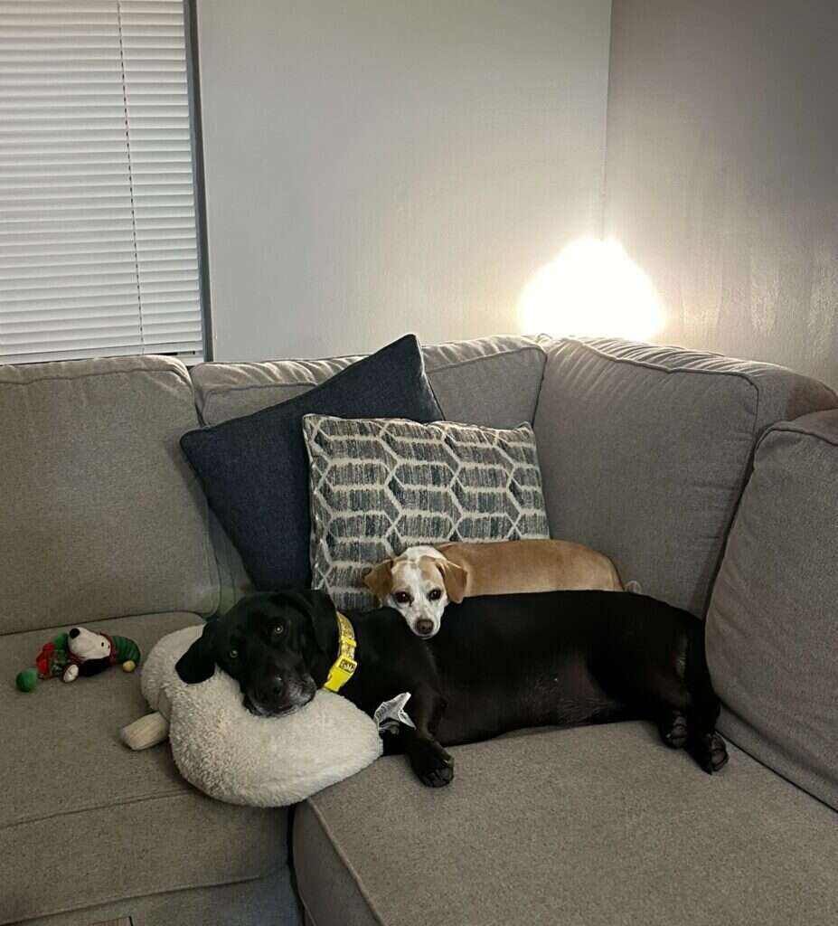 iluvmygeek-dogs