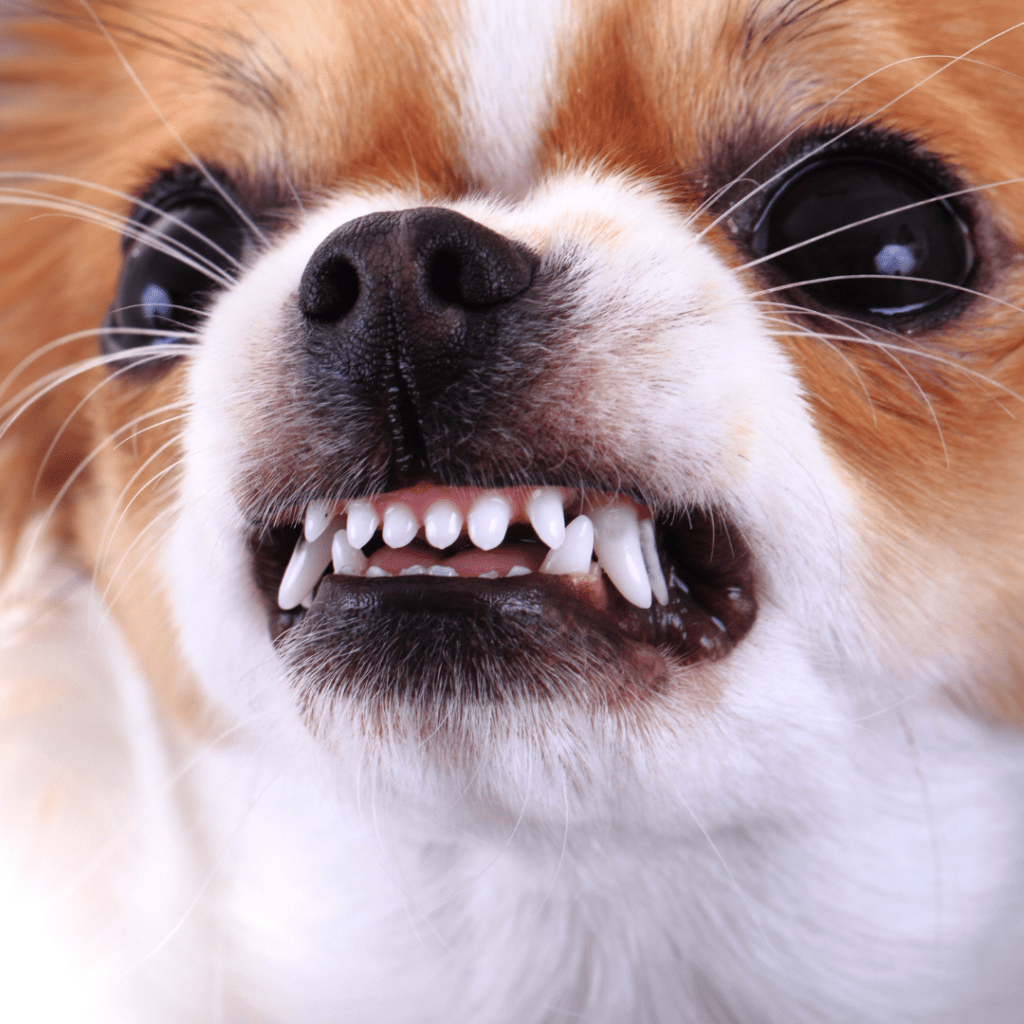 Dog Bites: Causes and How to Avoid Them